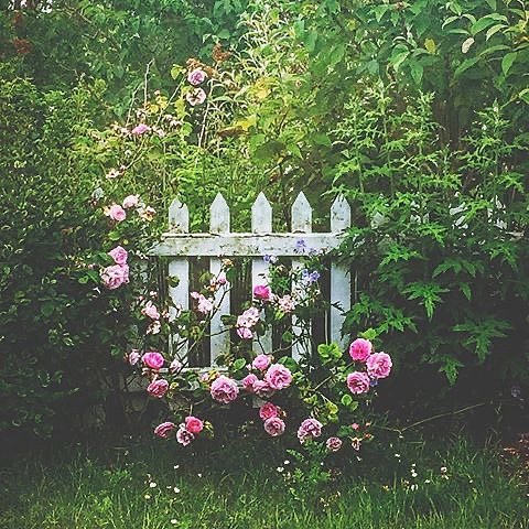 weekitchen's tweet image. New artwork for sale! - "Irish Country Garden" - pixels.com/featured/irish… @shoppixels