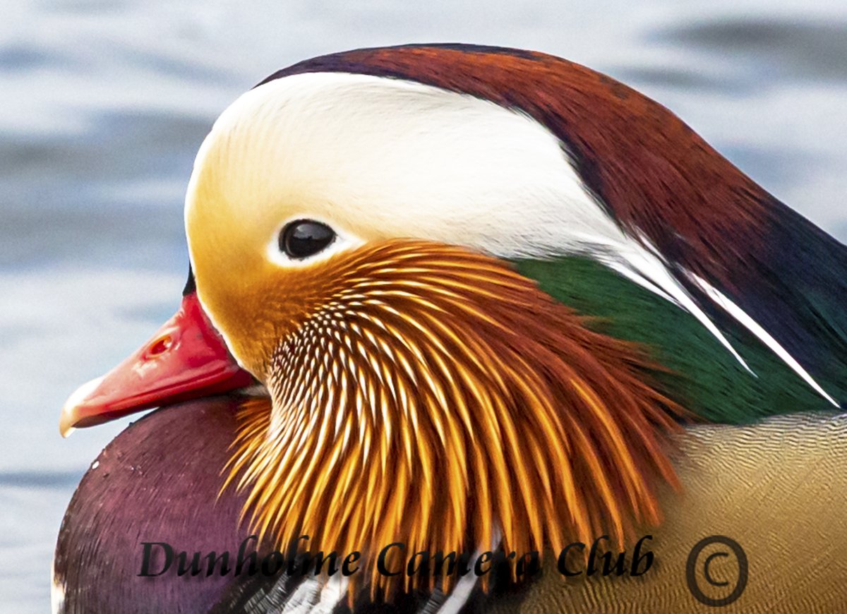 This photo titled 'Mandarin Head by Dane Butler is just one of many you can find on our website. See more of our members work here at buff.ly/3fOsSd7