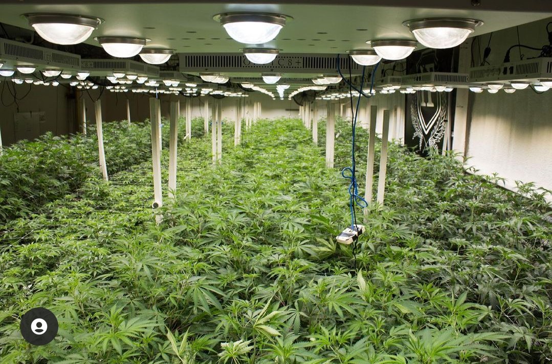 WGREGO202's tweet photo. Big shout out to @HicksfordFarms @hicksfordfarmsok Always growing round after round of that top quality buds under the Optic 8+ garden!
#TeamOptic #OpticLED #Optic8 #LedGarden #TopShelf #FireWeed #LEDGrowLights #GrowLights #OpticLEDGrowLights #CreeCXB3590 #Dank #COBNation https://t.co/RlKciclOHF