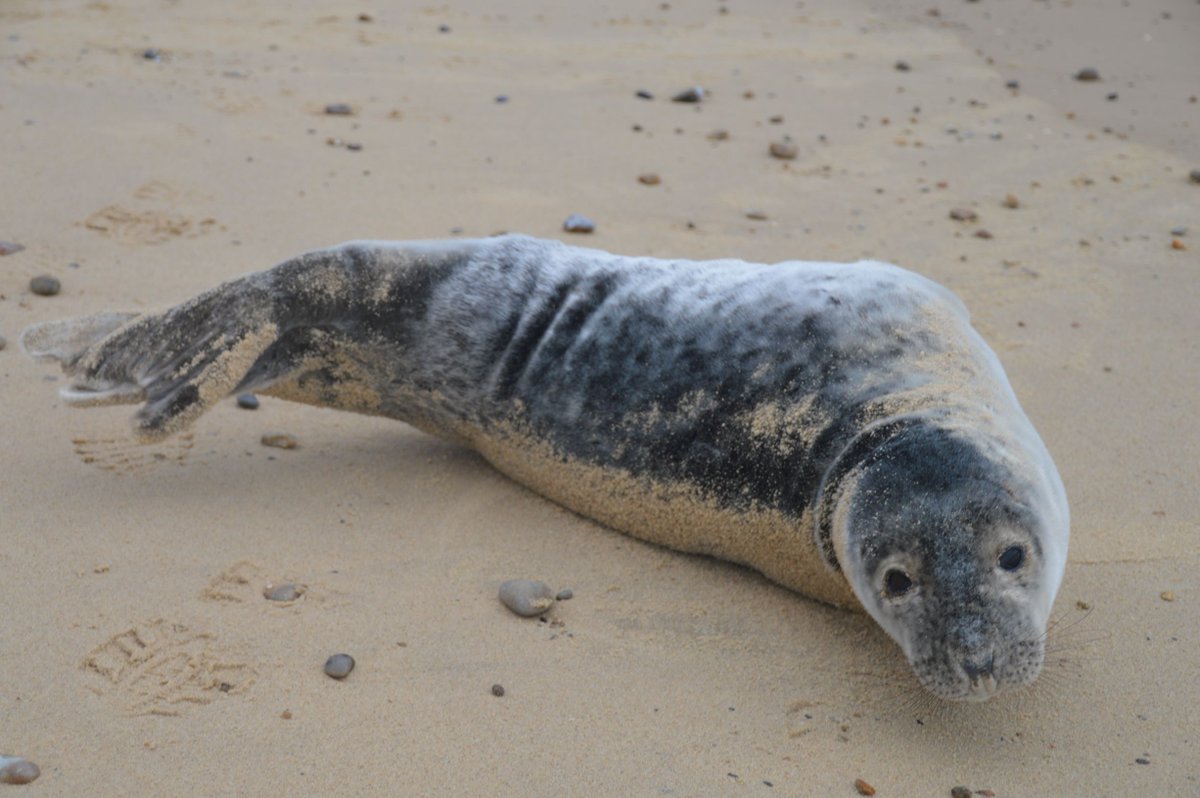 Look what appeared on our beach on Saturday afternoon! Luckily only stopping for a rest. For more information on what to do if you find a seal or other marine life on the beach, click below... bdmlr.org.uk/what-to-do-if