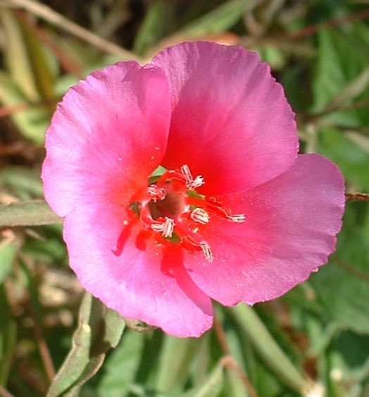 5. Onagraceae is a graceful family that also has an even number of flower parts: 4 petals and 8 stamens (sometimes 4 stamens). Includes wildflowers like evening primrose, clarkia, and sun cups.