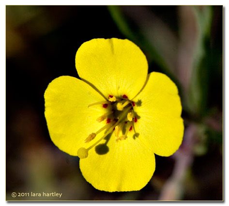 5. Onagraceae is a graceful family that also has an even number of flower parts: 4 petals and 8 stamens (sometimes 4 stamens). Includes wildflowers like evening primrose, clarkia, and sun cups.