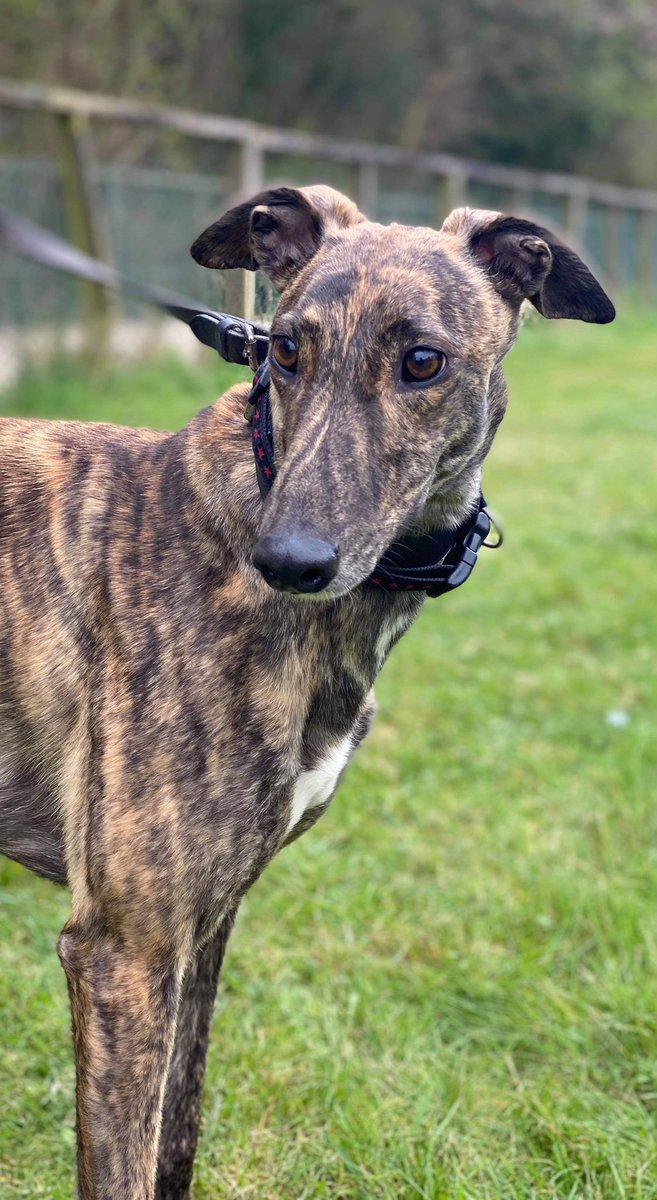 DonovanKennels's tweet photo. 🚨#GreyhoundInFocus🚨

🐶 Ignore The Noise (Amber)
(Droopys Roddick X Roxholme Hottie)
⚖️ 26.5 kilos

🎂 June 2019

🏃‍♂️15
🥇4
🥈1
🥉3

Best Times

📏 256m ⏱ 17.11
📏 480m ⏱ 29.78
@centralparkdogs

Kennelmate 🐶 Tullig News (Hugo)

Owned by Mr P Donovan

#IgnoreTheNoise #Amber https://t.co/0KjuLQayiF
