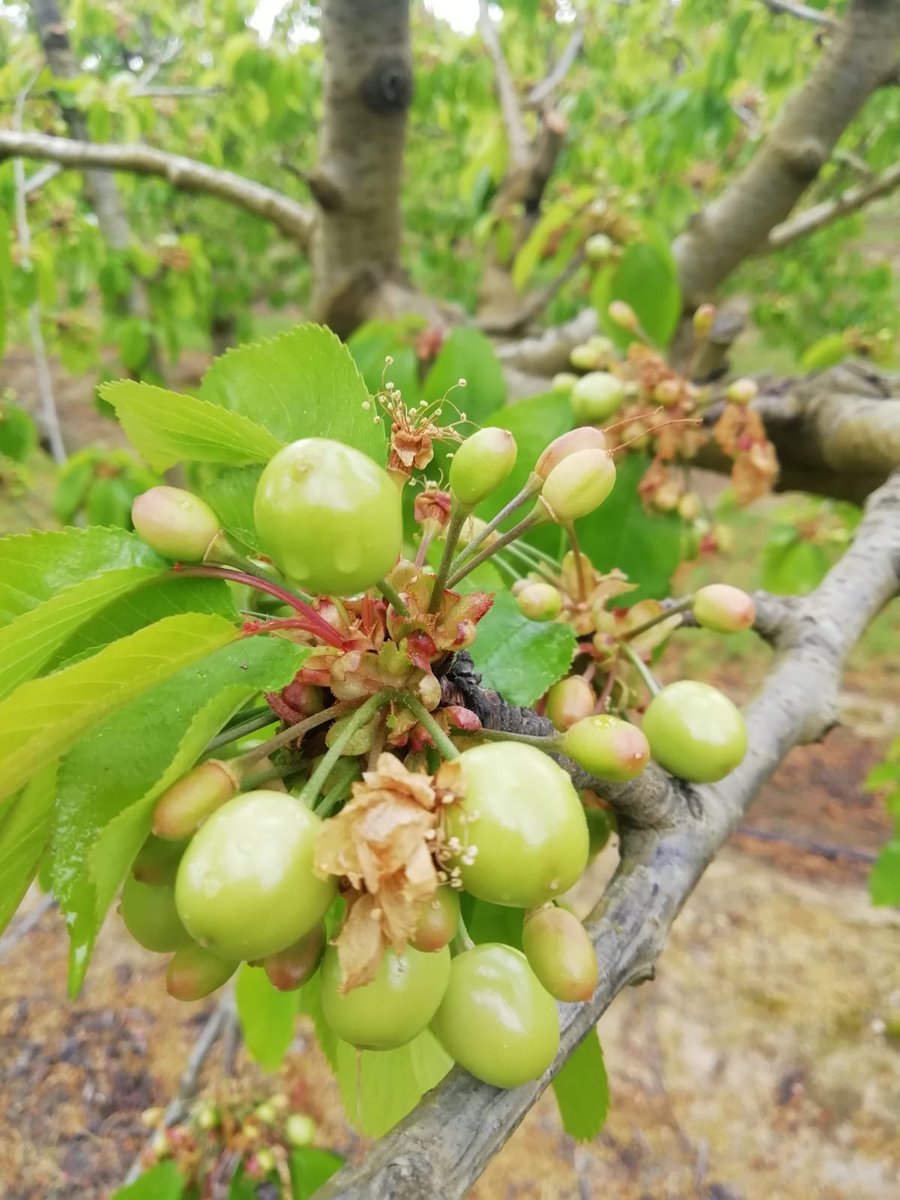 Eeeeeep!! Les cireres ja van prenent forma 🍒🍒... En teniu ganes?? Si la climatologia acompanya en 3 o 4 setmanes a menjar-les!
<a href="/ZoiloJove/">Zoilo Jové</a>
<a href="/productorscat/">Productors Catalans</a>