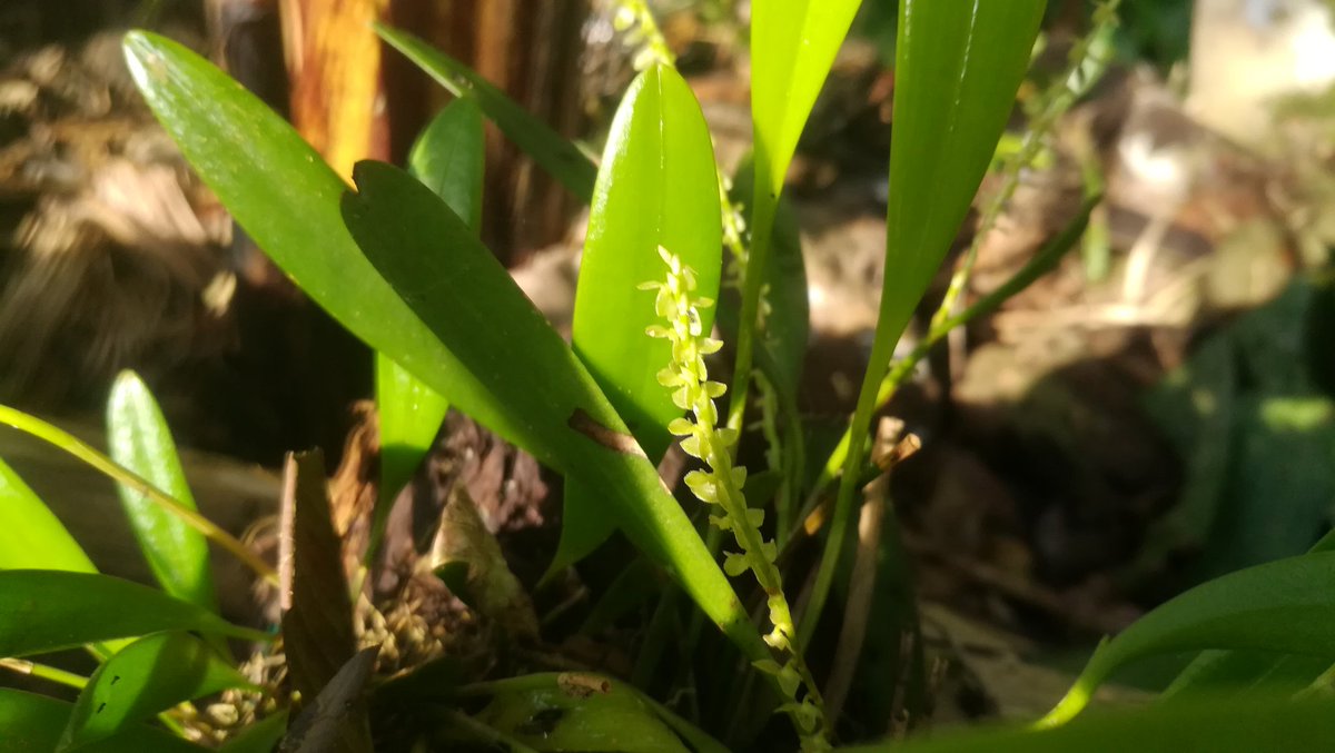 Jarol01952523's tweet photo. Orchids rehabilitation in the Amazon Rainforest in Ecuador.
.
#Ecuador #orchids #orchidshow #jarolvaca #orchidtrips #orchidsec
#Conservation #Nature #EcuadorRestoration #EcuadorWildlife #EcuadorNature #rainforest #wildlife #Biodiversity #Tena #TURISMO #travel #Napo https://t.co/vk0tPE4WiH