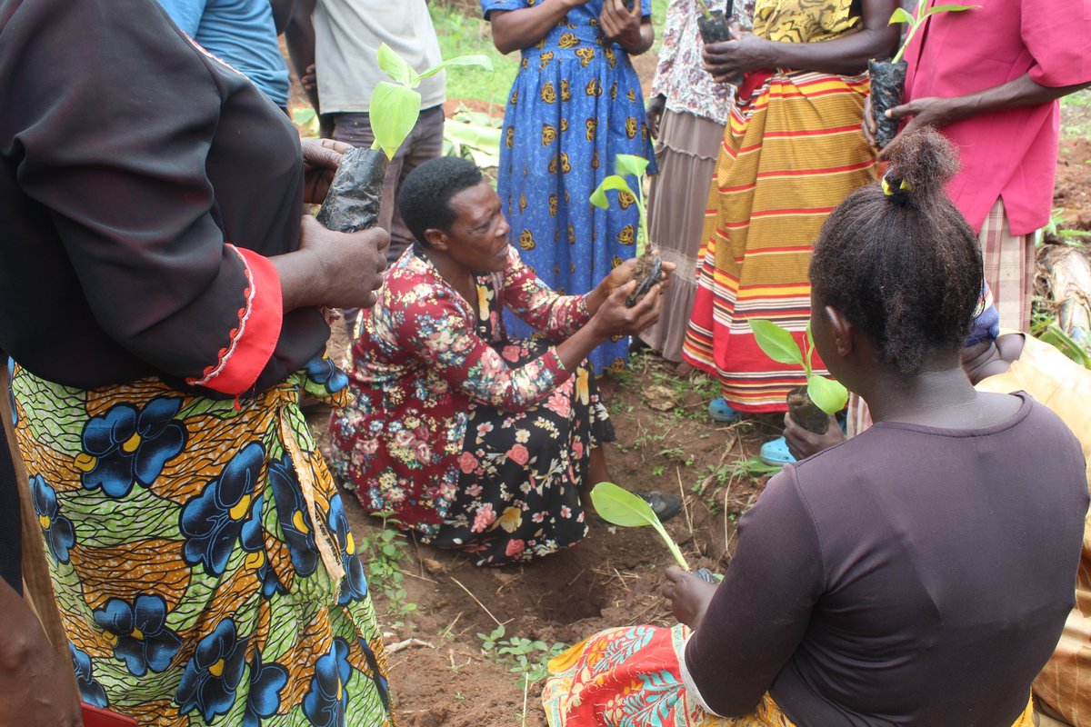 PaulHodgesTrust's tweet photo. 🌽 For food security 
💚 For healthy societies 
🌟 For improved incomes 

Let’s invest in female farmers and give them the support they need to bring prosperity to their families &amp; communities. 

#ThursdayThoughts 

@ncduganda @orgiis https://t.co/aNN4JaaNkD