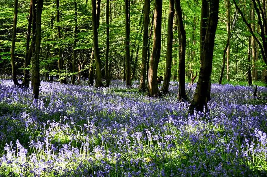 TRAINING LAND NEEDED! CAN YOU HELP? Due to C19 and other circumstances we have recently had a number of our training grounds withdrawn. Do you know of any areas of woodland/common approx 50+ acres in size that we could use for training? #sussex #nationaltrust #ashdownforest