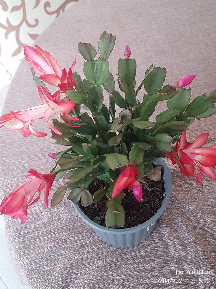 jhuv1's tweet photo. Esta planta no florecia en Quito, basto un día en Guayaquil y vean esta belleza https://t.co/T9URDKadnC