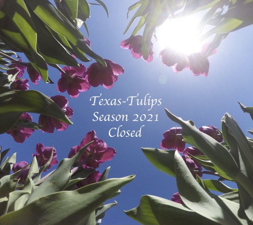 Texas-Tulips tweet media