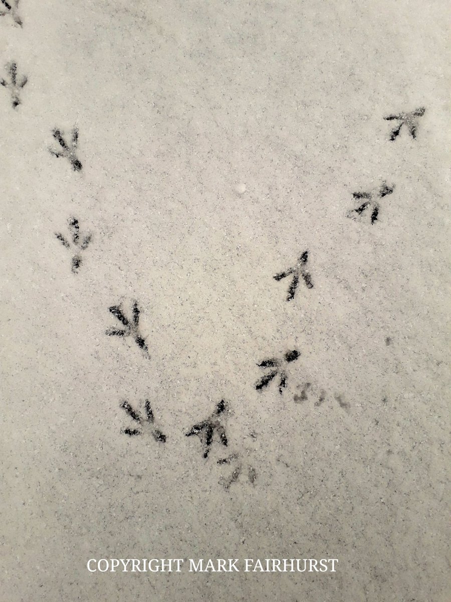 MrMarkFairhurst's tweet photo. #AboutTurn Some bird has had fun in the snow today! https://t.co/0o7F1kKchG