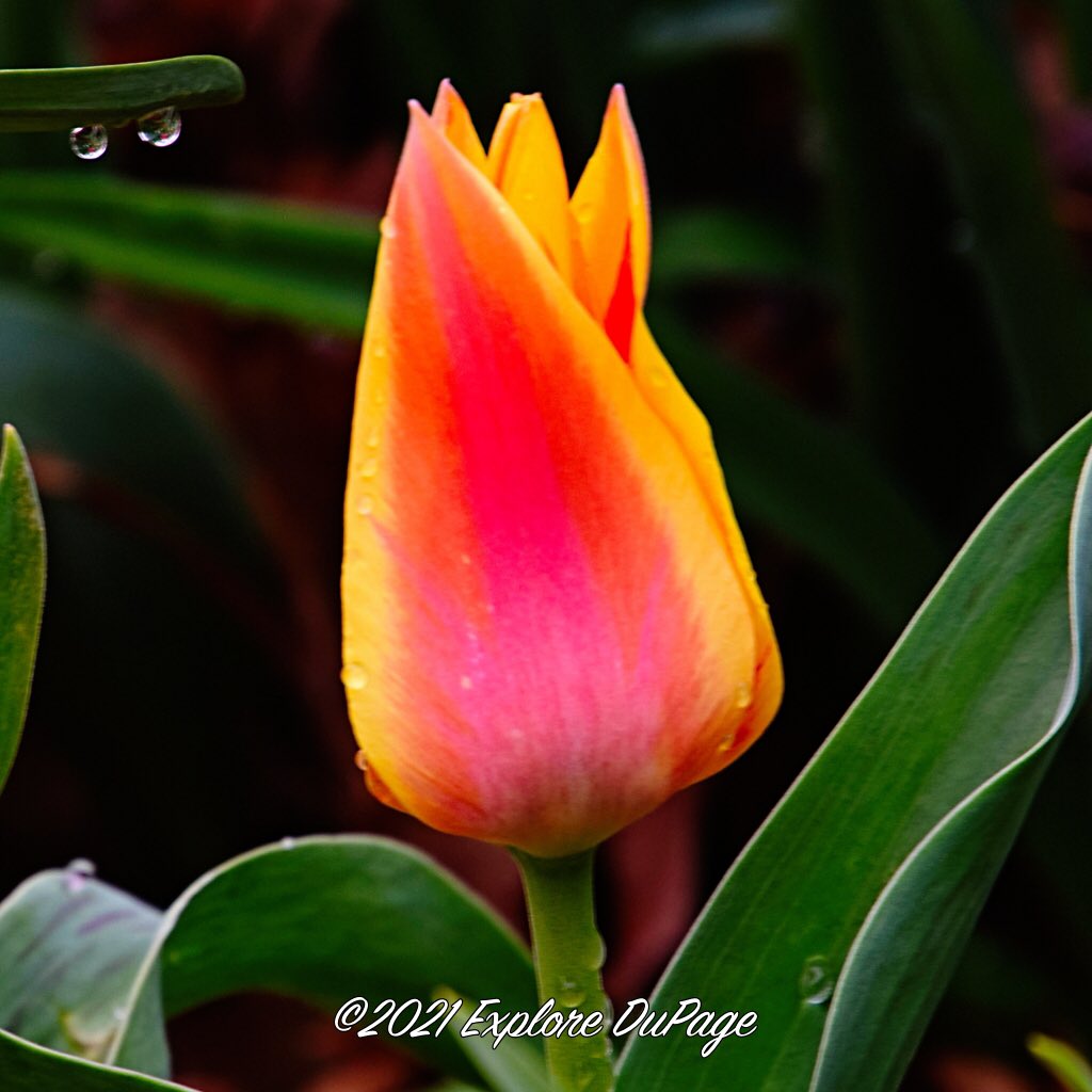 From my visit to <a href="/CantignyPark/">CantignyPark</a> the other day. Loving some #flower #nature #beauty in #Spring