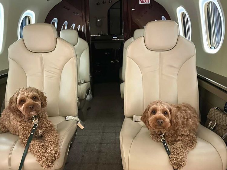NetJets's tweet photo. Furry friends. #NetPets #OnlyNetJets https://t.co/IKO2t1k5FZ