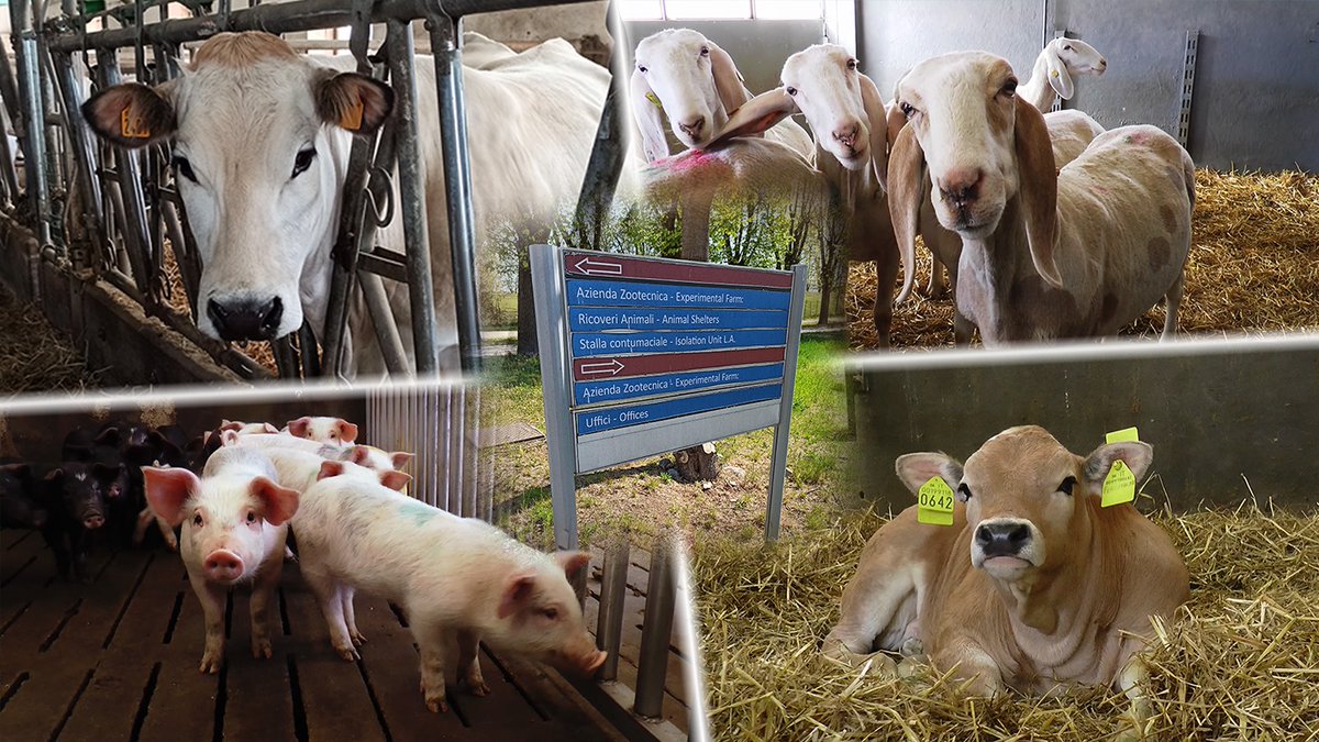DSVunito's tweet photo. 🟥il @DSVunito organizza un evento gratuito nell'ambito del #ScienceWebFestival destinato a scuole elementari e medie:

🟥"Passeggiando con il veterinario nella fattoria della scienza" ha come scopo l'avvicinamento dei bambini alle realtà zootecniche🐷🐮
➡️https://t.co/5xH0tduXJ0 https://t.co/LSL6J2n5U4