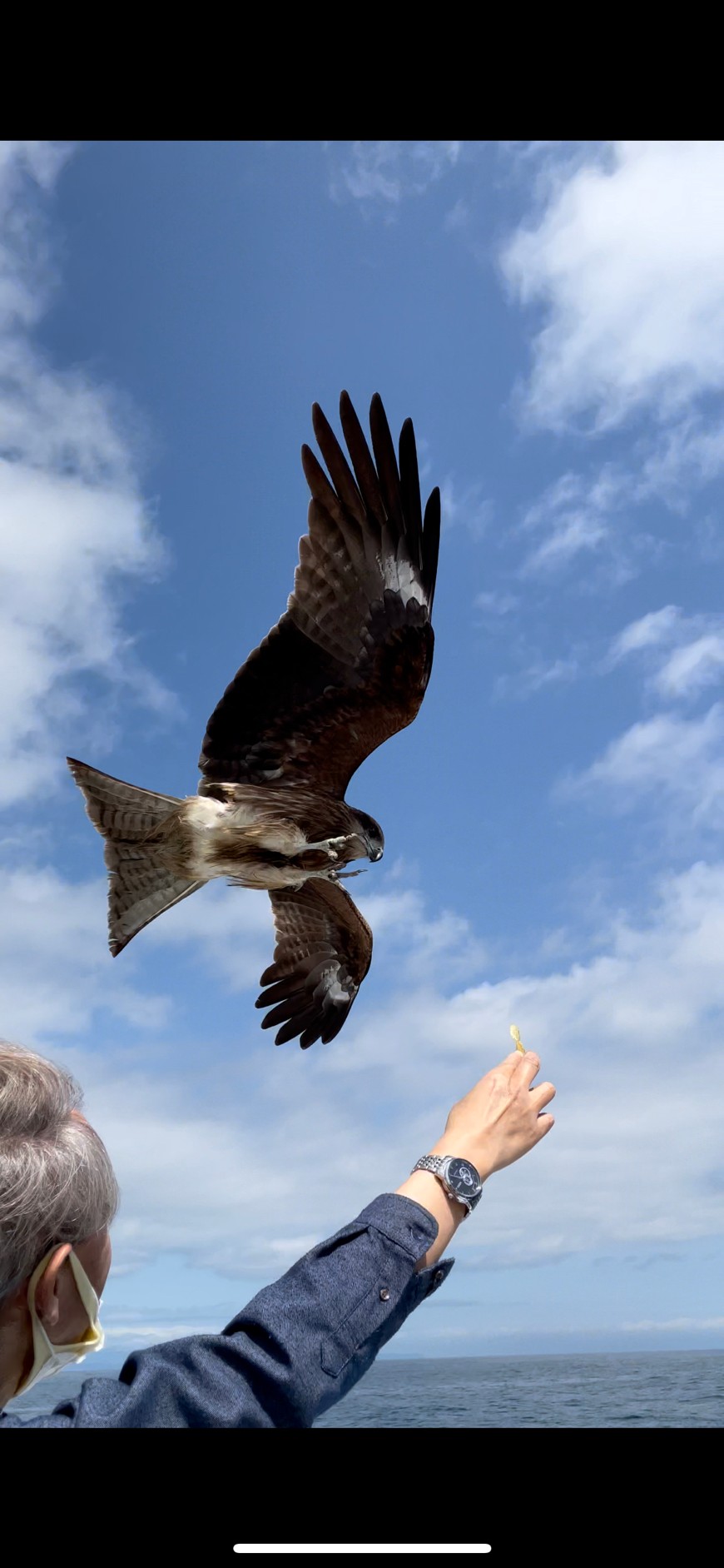 M Taka 鳶に餌付け この後で見事キャッチ 一般の方はしないで下さい 鳶のクチバシや爪は鋭利な刃物と一緒です 鳶がクチバシが誤って指に来たら大変な事になってしまいます 鳶 トンビ 餌付け 鳥 T Co Oi0oi7m19i Twitter