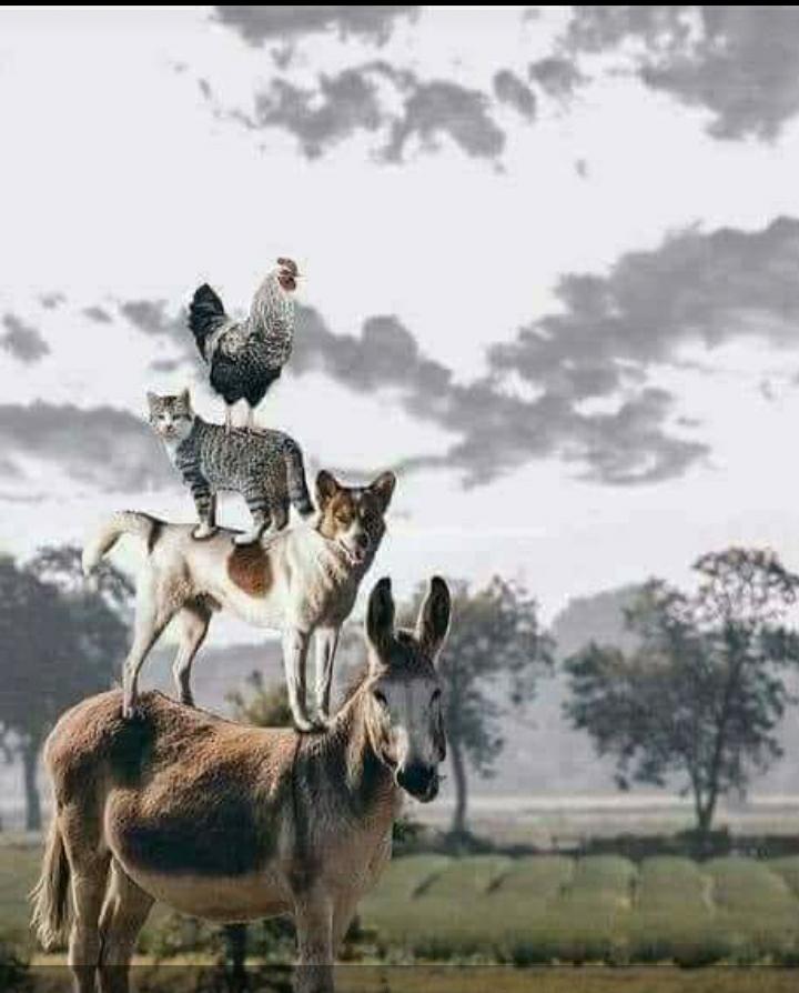 khaalid3399's tweet photo. Kalsoonida kugu beeran. Waxa ay cadanaysaa
Qofka aad tahay iyo sida aad u fikirtid
#markasta ku kalsoonow naftaada
#Pleae nagu caawi fallow #and lake https://t.co/0rk6Mwreft