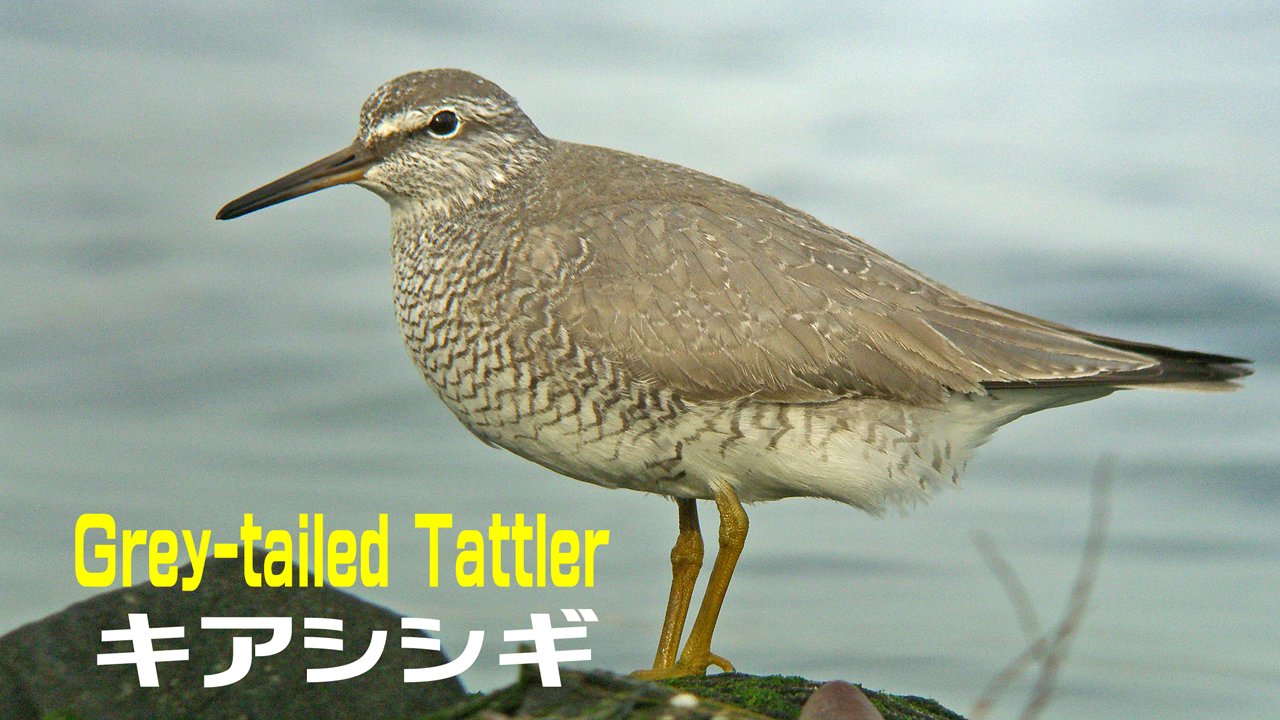 Shorebirds In Japan 日本のシギ チドリ キアシシギ この種も欧米では超珍鳥です シギチ始めた当時 地元の淀川に行けば必ず渡りの時期には観察できたのでまず始めたのがキアシシギの個体差の観察でした 懐かしい 動画では鳴き声が聞けます