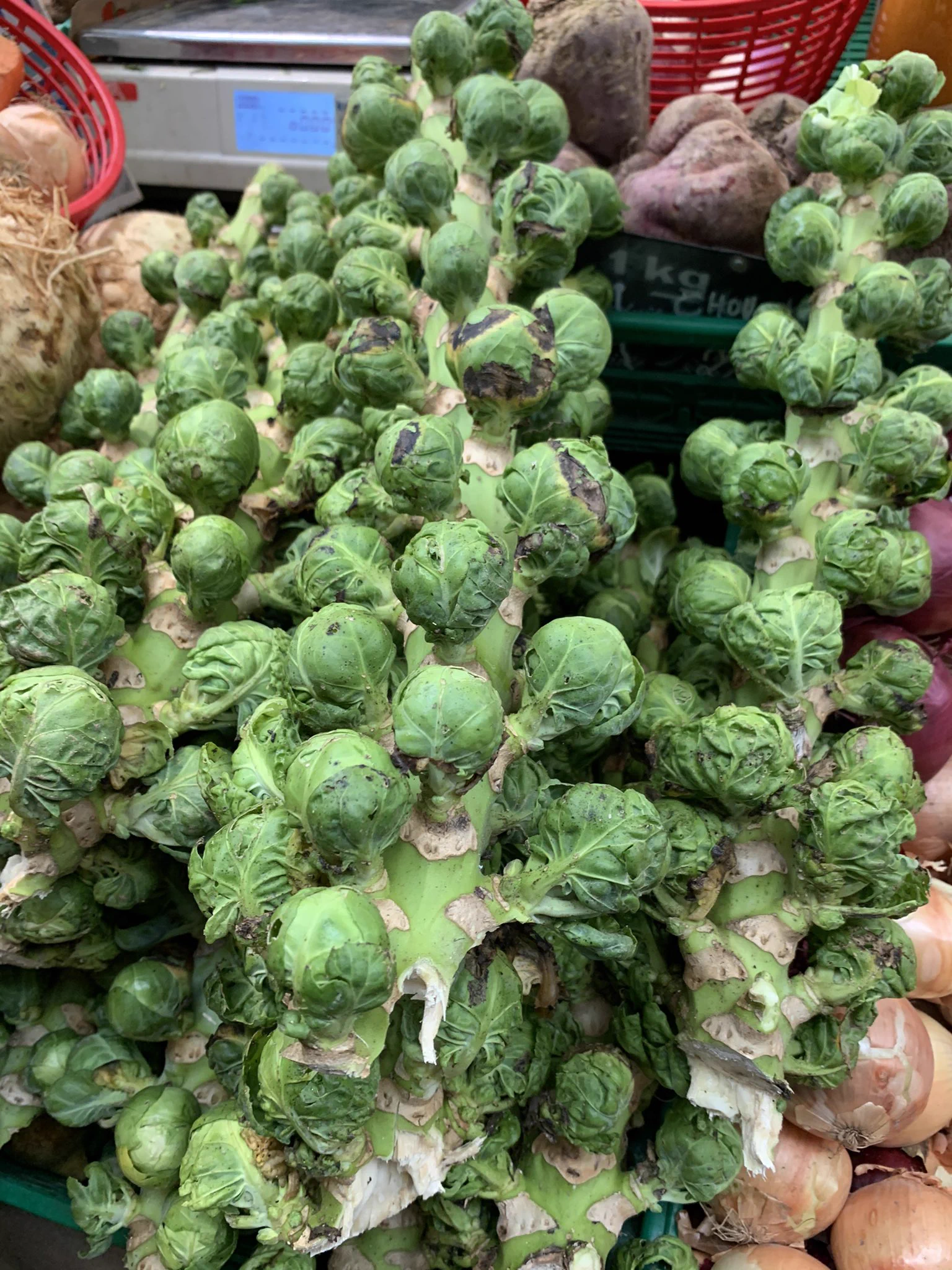 @tinouye 同じく…w
芽キャベツってこんなふうに生えるのね。
と思ったので乗っがかり投稿しちゃいます。 