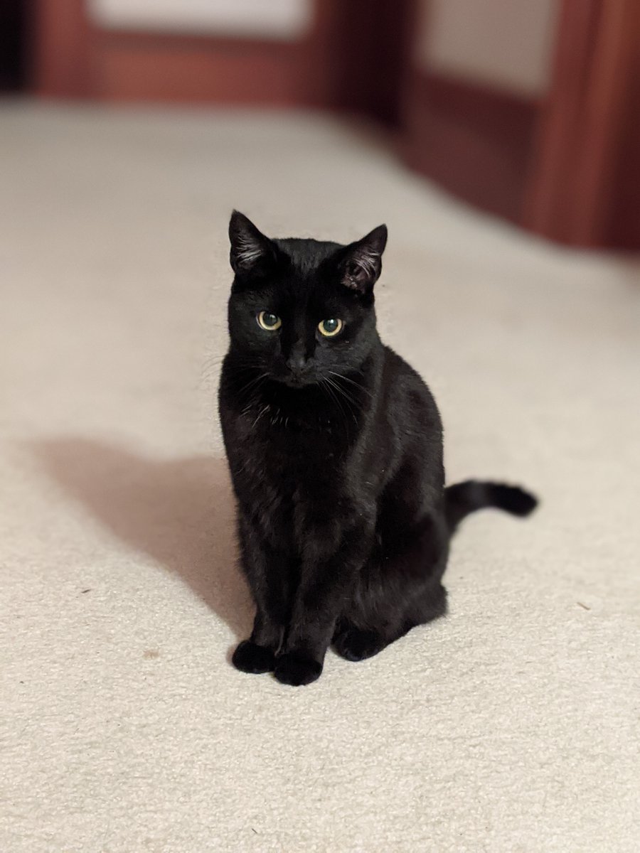 The Call of the Void • Indie Sci-fi tweet media