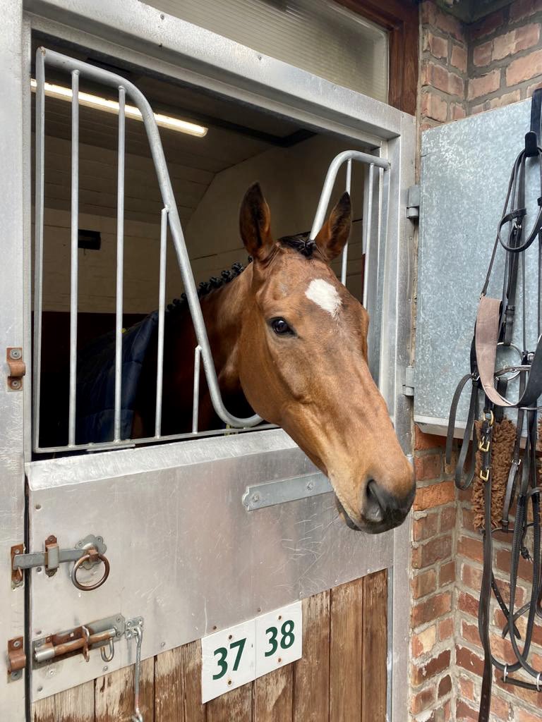 oneill_racing's tweet image. Cloth Cap in his box at @AintreeRaces