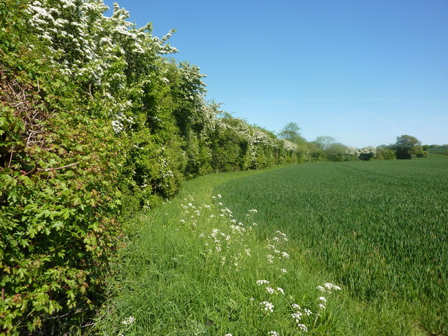 We’re so excited to announce The UK’s first ever National Hedgerow Week will take place Saturday 29 May – Sunday 6 June 2021.

Hedgerows are wonderful wildlife habitats, provide uplifting greenery and can even help tackle climate change. 💚

Save the dates! 📅