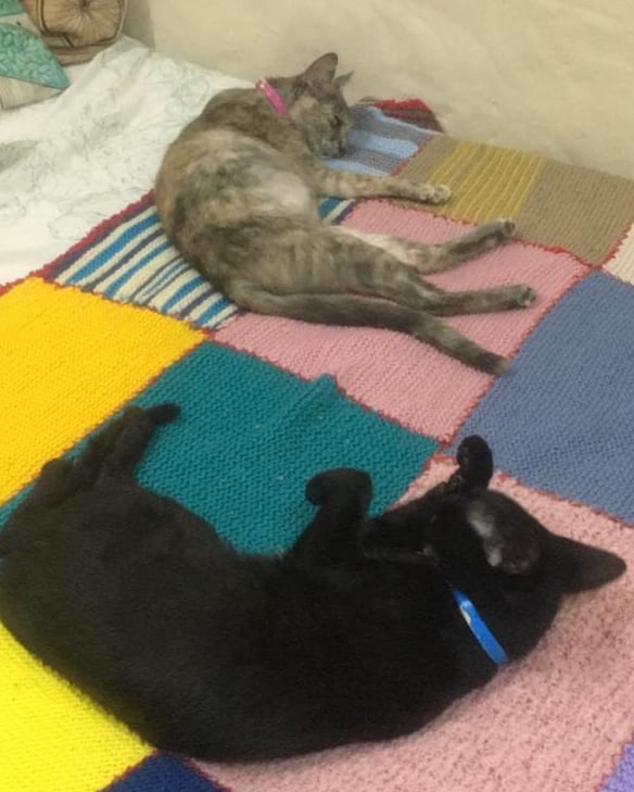 Tina y Roma en adopcion! 

Tina es la negra, vacunada desparasitada y castrada! 
Roma es la gris, está desparasitada y vacunada,hace poco fue mama por lo que hay que castrarla

Si queres adoptar a una de ellas o a las dos llena este formulario a su nombre forms.gle/SVmLGeLxC2QcqR…