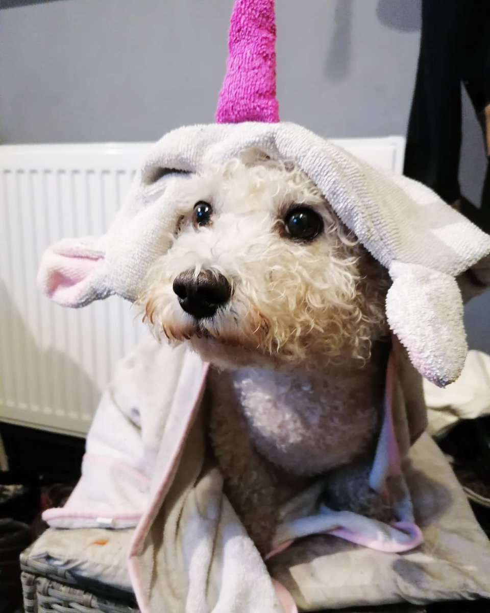 BichonJones's tweet photo. Got wet, turned into a Unicorn 🦄✌️

#wetdog #dogsoftwitter #bichon #zombiebullz #zshq #CutenessOverload #UnicornDay #HappySaturday #SaturdayVibes https://t.co/Co8si4riOv