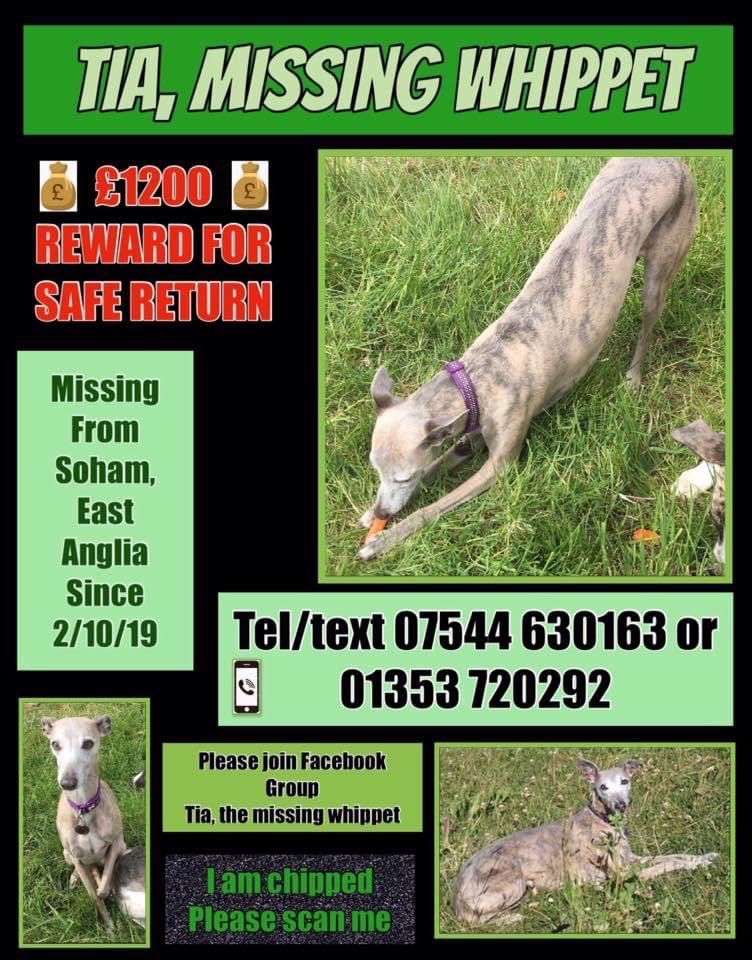 janice_adams3's tweet photo. #FindTia
ยฃ1200 REWARD missing #Whippet
Lost from #Soham 2/10/19
Look at this face..someone thought what a lovely lady theyโd found...pls think about TIAs mum whoโs thinking & worrying about her
https://t.co/sJ4KRLgmh0โฆ
@juliagarland73 @bs2510 @MissingPetsGB @FINDMISSINGDOGS https://t.co/Csgezlvjrr