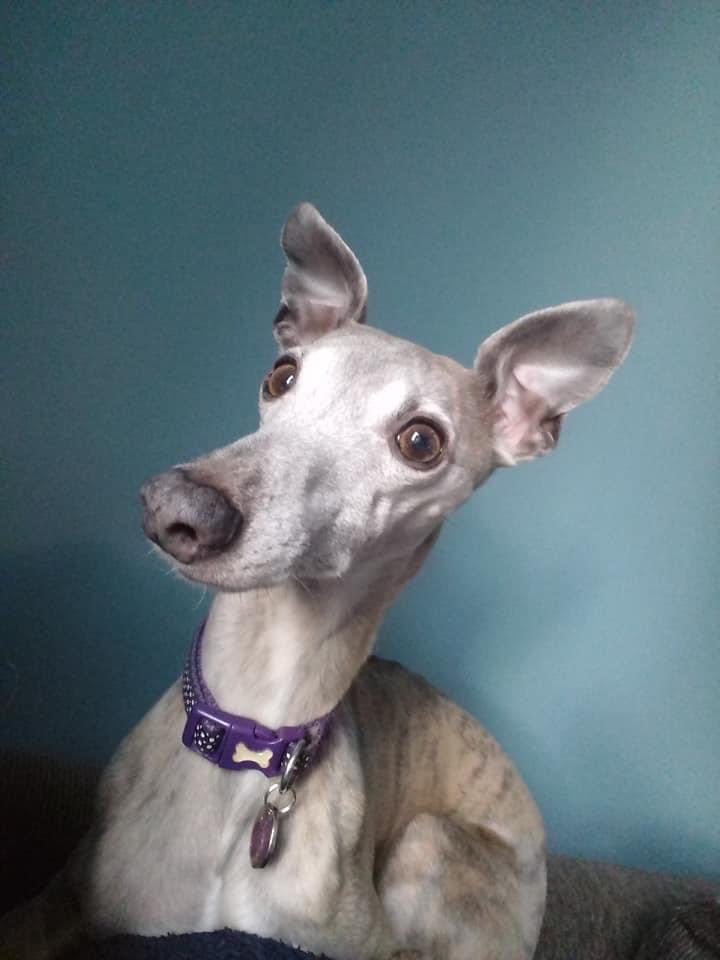 janice_adams3's tweet photo. #FindTia
ยฃ1200 REWARD missing #Whippet
Lost from #Soham 2/10/19
Look at this face..someone thought what a lovely lady theyโd found...pls think about TIAs mum whoโs thinking & worrying about her
https://t.co/sJ4KRLgmh0โฆ
@juliagarland73 @bs2510 @MissingPetsGB @FINDMISSINGDOGS https://t.co/Csgezlvjrr