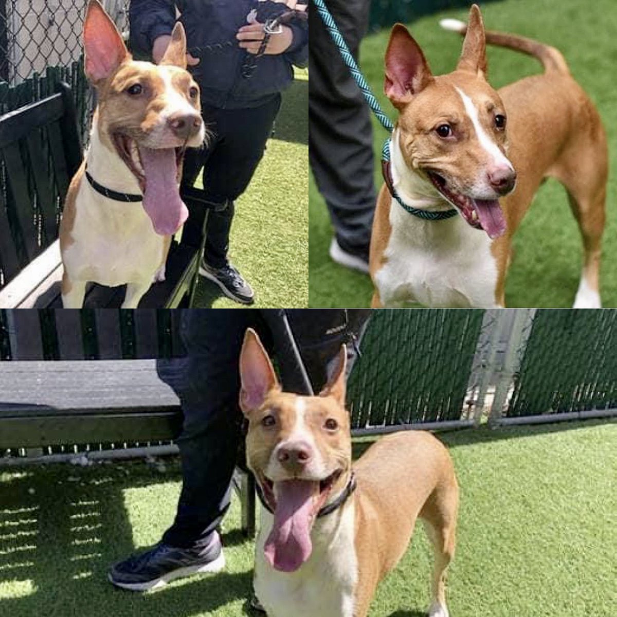 HIS “HUMAN” DUMPED BUGATTI #113380 AND TOLD THE POUND TO KILL HIM <a href="/nycacc/">Animal Care Centers of NYC</a> will do so tomorrow. He’s smiling, happy but doesn’t like sharing his food. Not a reason to murder him - a reason to train him: Rescue pledges via <a href="/TomJumboGrumbo/">Keith Olbermann's Dogs</a> PLEASE RT BUGATTI! facebook.com/mldsavingnycdo…
