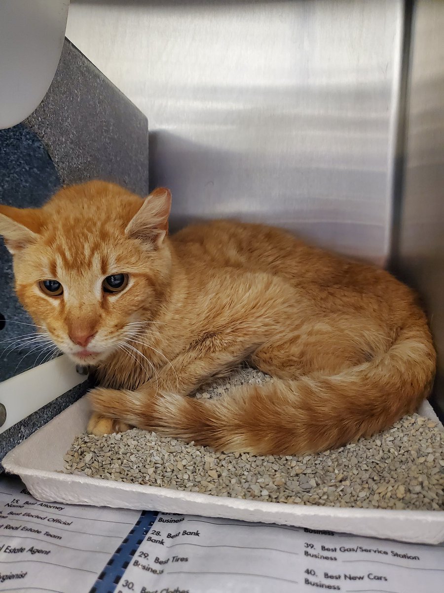 PeterAskin1's tweet photo. Handsome orange tabby boy kitty "Leo" at Vance County Animal Shelter in #HendersonNC survived a dog bite only to face death by needle! Let's help this sweet fellow be a jailbreaker! Adopt! Pledge for rescue! Contact rescue@rcaps.org BEYOND URGENT!
https://t.co/qU5ckqaX3x https://t.co/BkFek0UmCj
