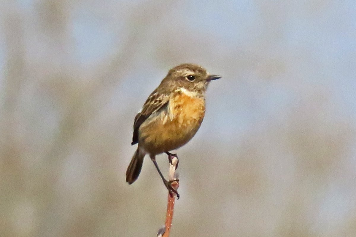 Vogels6's tweet photo. Een mooi paartje #ROODBORSTTAPUITEN. Gezien bij Nederweert-Kwegt in Midden-Limburg.

@vogelnieuws @waarneming @sovon @VroegeVogels 
@natuuronline @volgdenatuur @Limb_Landschap 

#european_stonechat #saxicola_rubicola #schwarzkehlchen #traquet_patre https://t.co/Ae8VBT6vAC