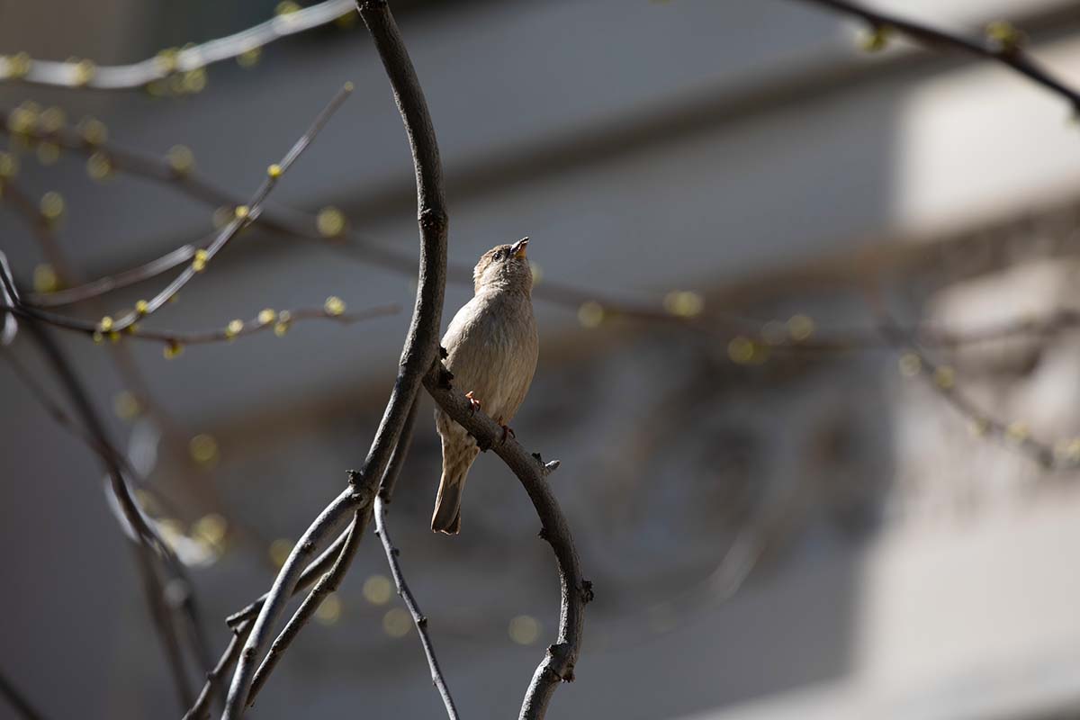 Harvard_Law's tweet photo. Hints of spring at Harvard Law School https://t.co/SznuZqquYD