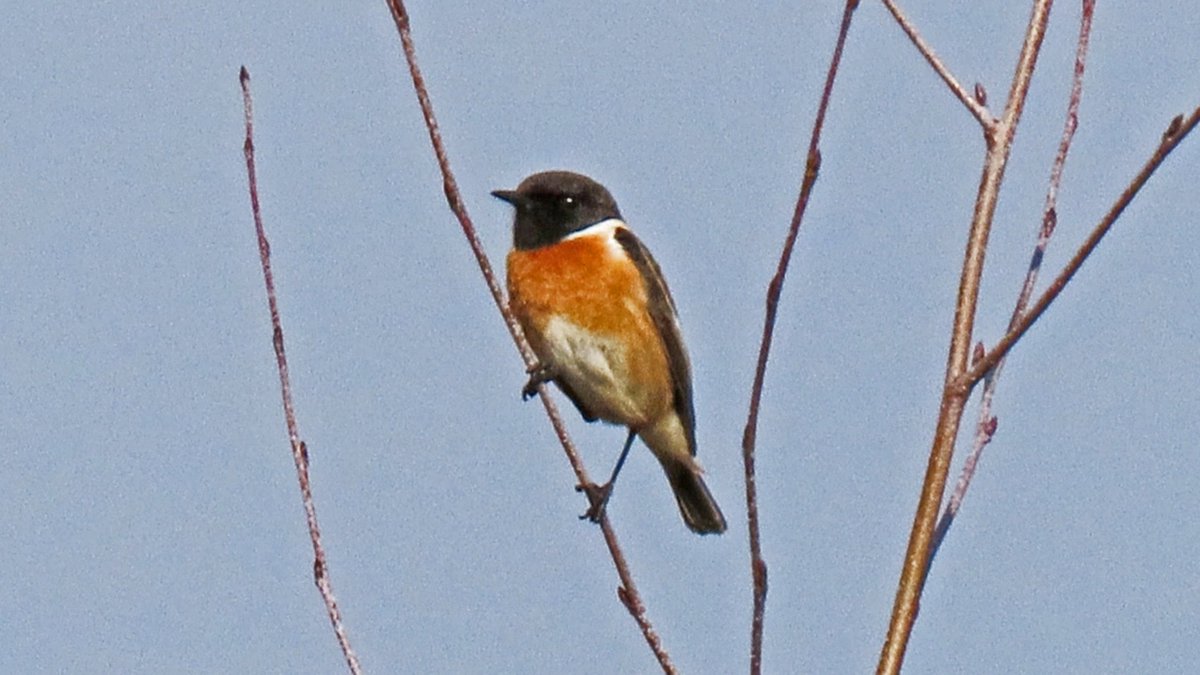 Vogels6's tweet photo. Een mooi paartje #ROODBORSTTAPUITEN. Gezien bij Nederweert-Kwegt in Midden-Limburg.

@vogelnieuws @waarneming @sovon @VroegeVogels 
@natuuronline @volgdenatuur @Limb_Landschap 

#european_stonechat #saxicola_rubicola #schwarzkehlchen #traquet_patre https://t.co/Ae8VBT6vAC