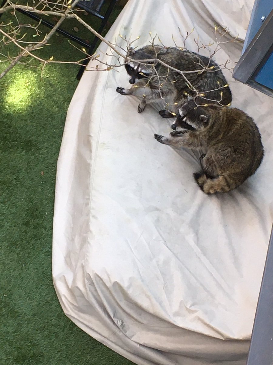 schoenib's tweet photo. Two cute raccoons in our Seattle lower Fremont backyard. Any tips to make it less welcoming for them? They are visiting since last November... #RaccoonInBackyard https://t.co/oJYwGBo9UE