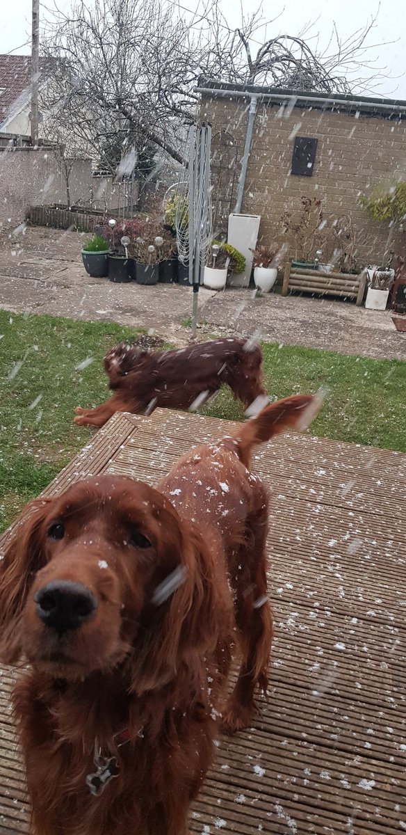 comfy_cards's tweet photo. Snowy boys tonight.🐾🐾🤗 #irishsetters #BarneyTheIrishSetter #BarneyBops #Rorytheirishsetter #balconydug #dogs #redsetters #fun #play #snow https://t.co/nzmhsU3O50