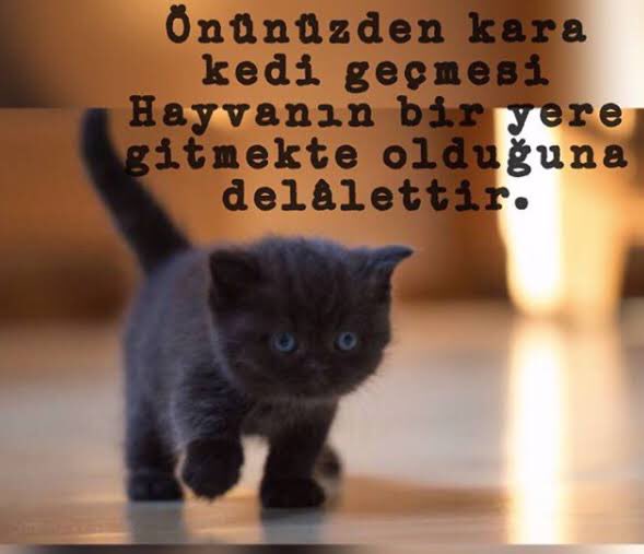 yapayaracIar's tweet photo. kara kediler ugursuz degildir.. https://t.co/S6TjlwfV59