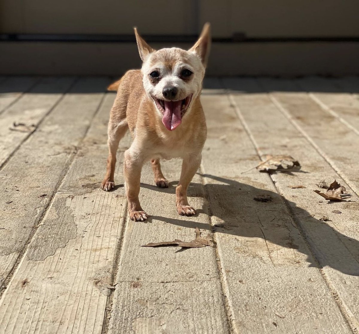 dog_rates's tweet image. This is Bobo. He just celebrated his 22nd birthday. Born on April 5, 1999, he lived with the same human until they went to assisted living a few months ago. Bobo now spends his time in a senior dog community home, where he is the oldest of eight. 14/10 #SeniorPupSaturday