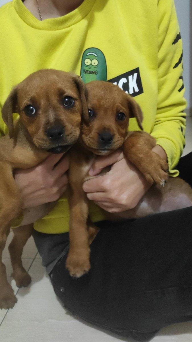 candycoffe's tweet photo. URGENTE!! Acogida o adopción, macho y hembra de tamaño pequeño. Están en Melilla pero se pueden mandar, mañana van a la perrera. https://t.co/NfL1N1T5M4