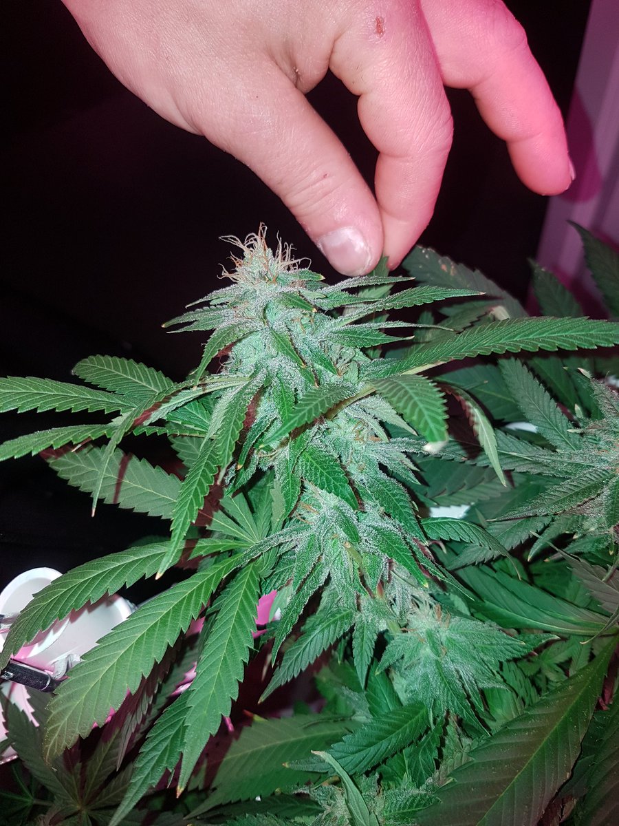Van_Lightning's tweet photo. Spring is here get your smoke on, week 5 flower, week 1 flush complete. 

Aiming for 420 harvest 😜 
#marijuana #plants #cannabis https://t.co/jzmU70ZuDG