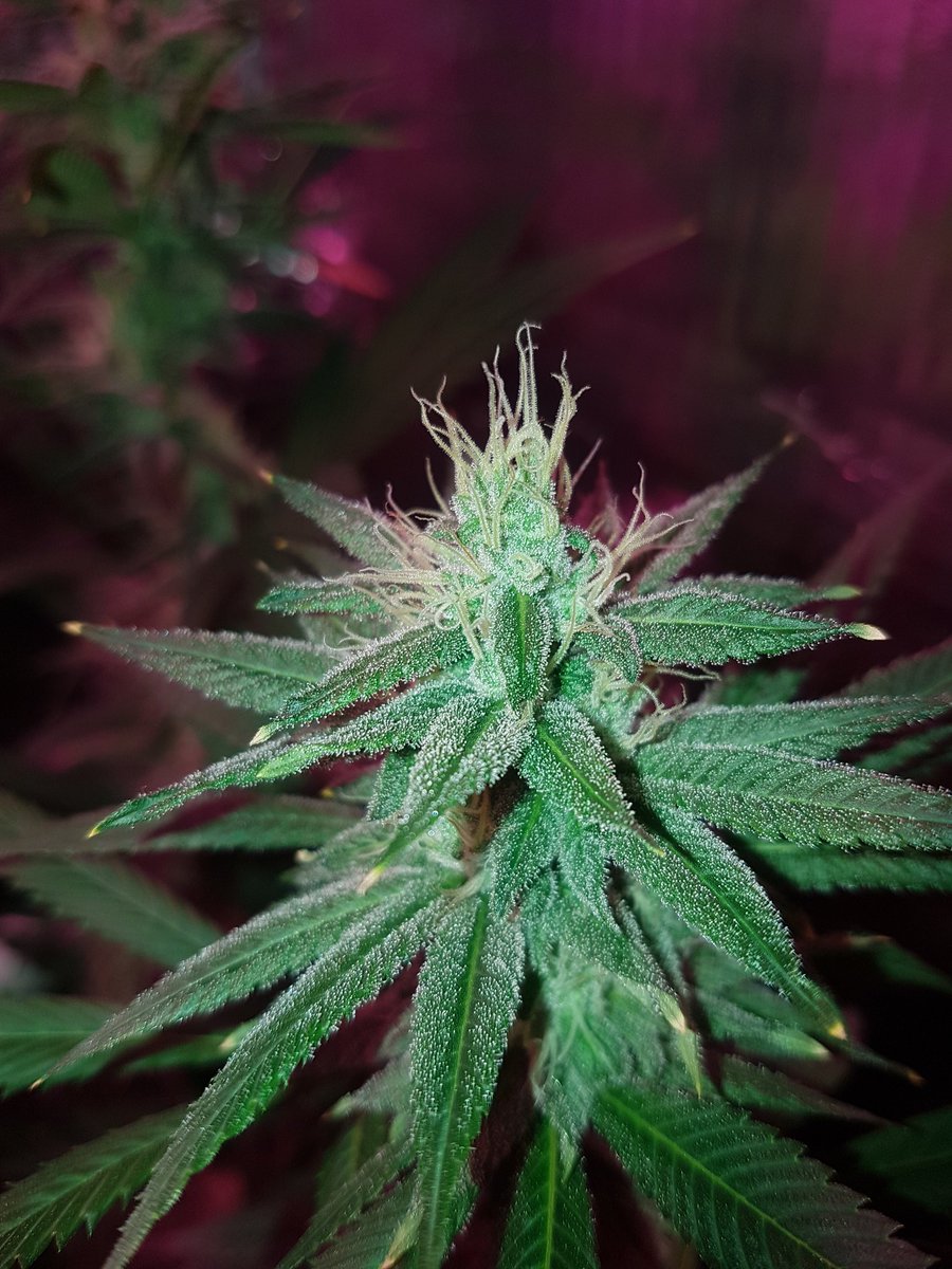 Van_Lightning's tweet photo. Spring is here get your smoke on, week 5 flower, week 1 flush complete. 

Aiming for 420 harvest 😜 
#marijuana #plants #cannabis https://t.co/jzmU70ZuDG