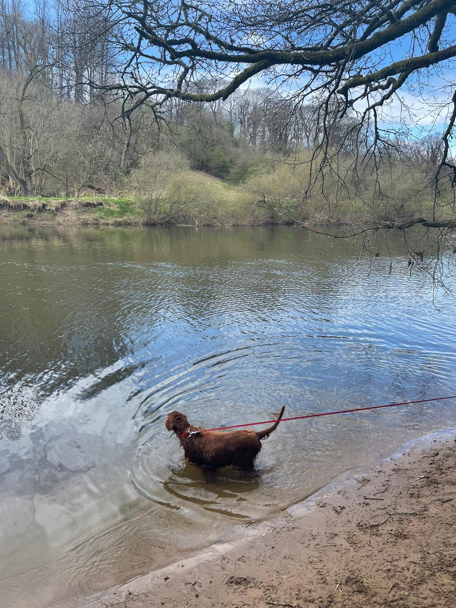 comfy_cards's tweet photo. I love being in the river.πΎπΎπ€ New walk for me today & I had great fun.πΎπΎπ€ #irishsetters #Rorytheirishsetter #balconydug #dogs #redsetters #fun #walk https://t.co/esWMNY8iC1
