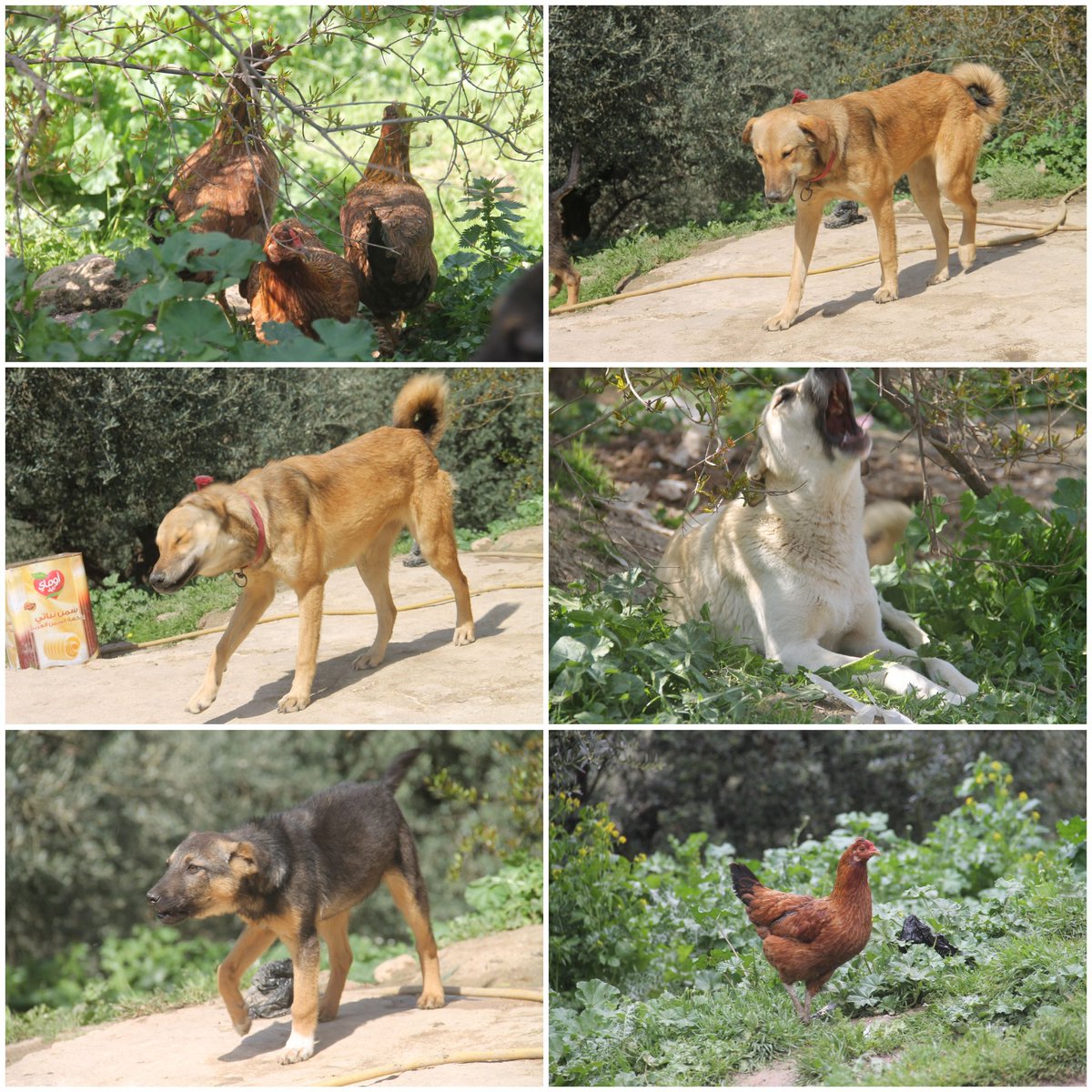 SyrianSora's tweet photo. In our outdoor farm the puppy / love / grows rapidly, dogs enjoy the green nature, the chickens get a lot of eggs, then the eggs become small chicks❤🐕🐣🐥🐓
Please donate so that we can always take care of and feed our animals🙏❤👇
Paypal donation link
https://t.co/ospIf0SNI4 https://t.co/yLQl4lSptt