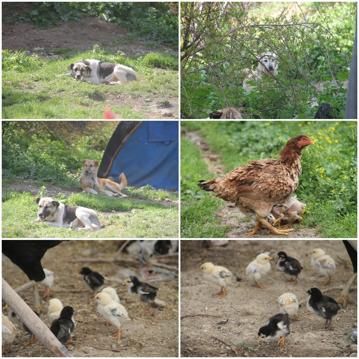 In our outdoor farm the puppy / love / grows rapidly, dogs enjoy the green nature, the chickens get a lot of eggs, then the eggs become small chicks❤🐕🐣🐥🐓
Please donate so that we can always take care of and feed our animals🙏❤👇
Paypal donation link
paypal.com/cgi-bin/webscr…