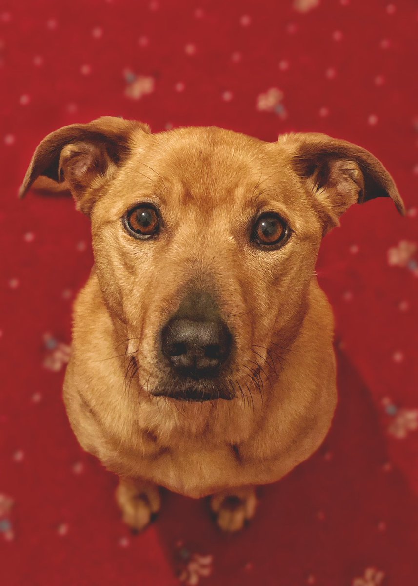 weenet13's tweet photo. @PetsatHome https://t.co/yEpFUXxl9C