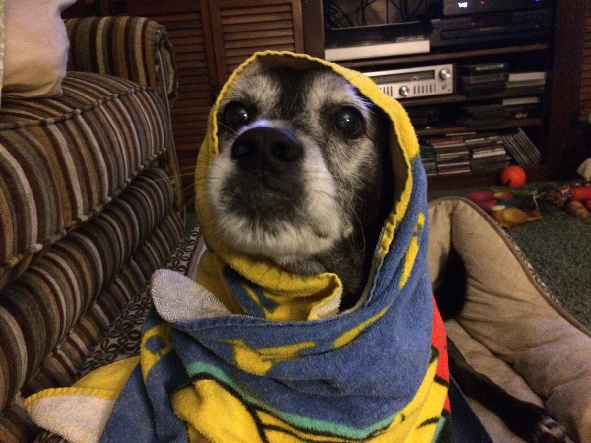 beccarvn's tweet photo. @minter This is Radar. Not a fan of baths, but he did love his towels. https://t.co/lyDShc457o