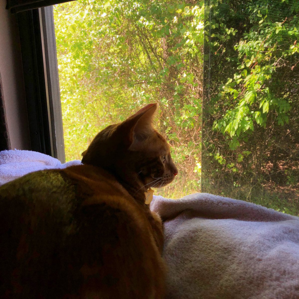RVTXCat's tweet photo. Awesome morning listening to birds singing from the comfort of my window. 🐦 + 🌳 = 😻
#rvcat #travelcat #rvtexasyall https://t.co/qd011yJSqR