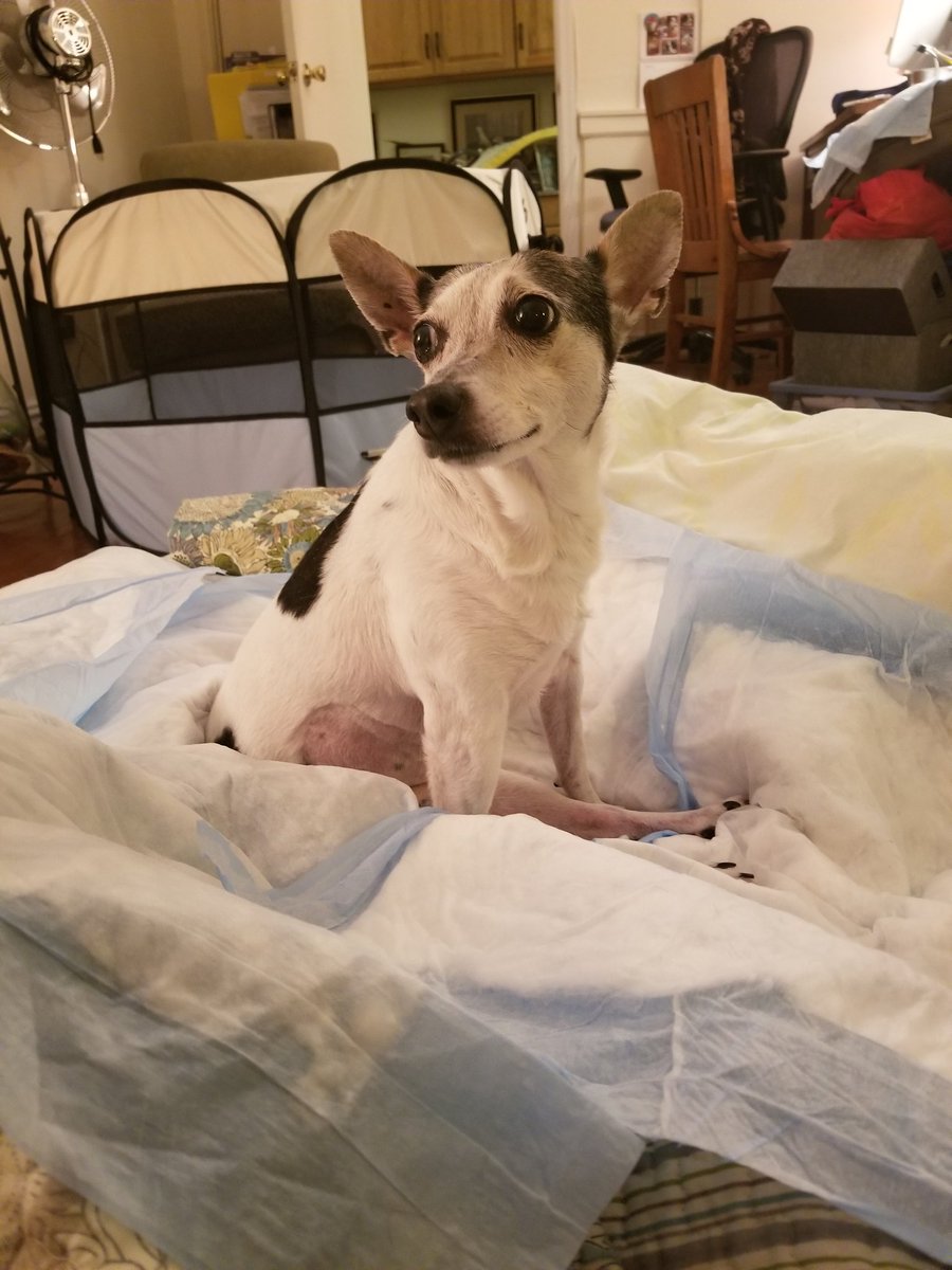 gigglingr's tweet photo. Hi everyone! I am still struggling wif my helf. I can walk a little but I am not able to get up on my feet by myself.  My mama is having a hard time. I'm going to physical therapy next week. https://t.co/bZLPC249IM