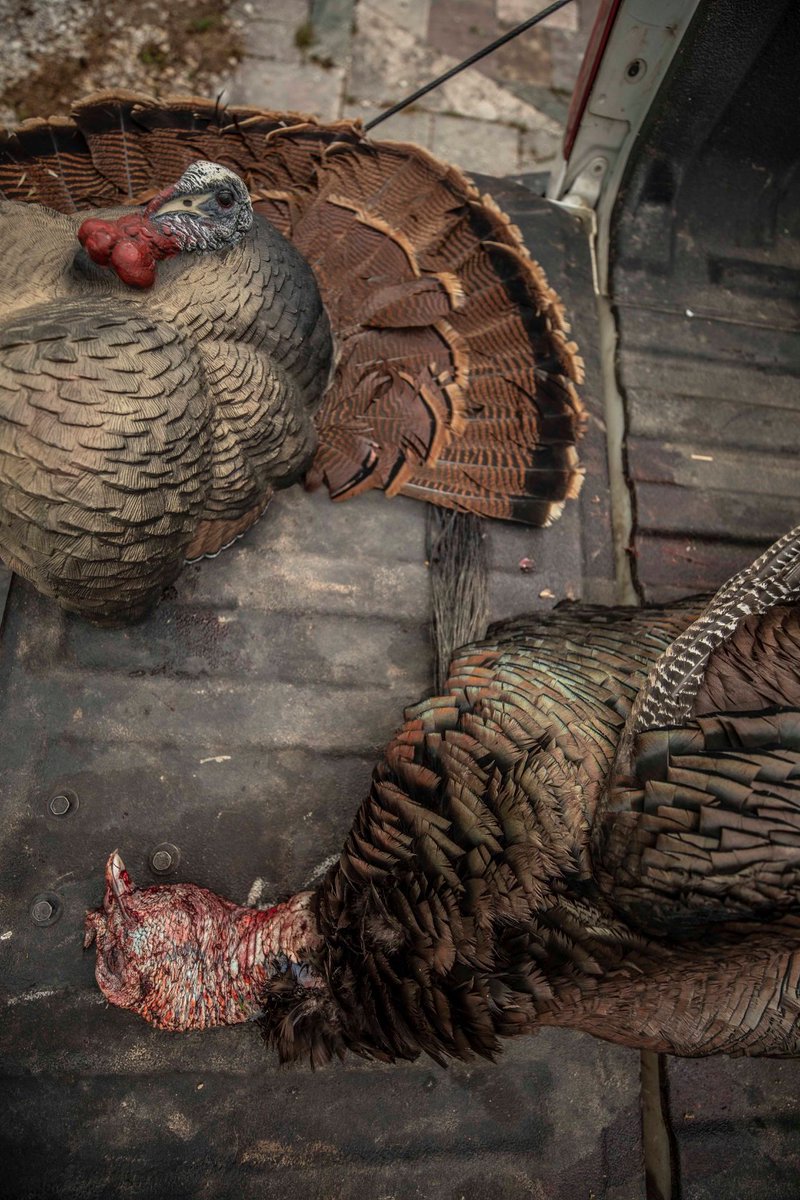 Loaded up and ready for the next trip! What states will you be hunting in this spring? #FlextoneDecoys #FlextoneTurkeyDecoys #TurkeyHunting