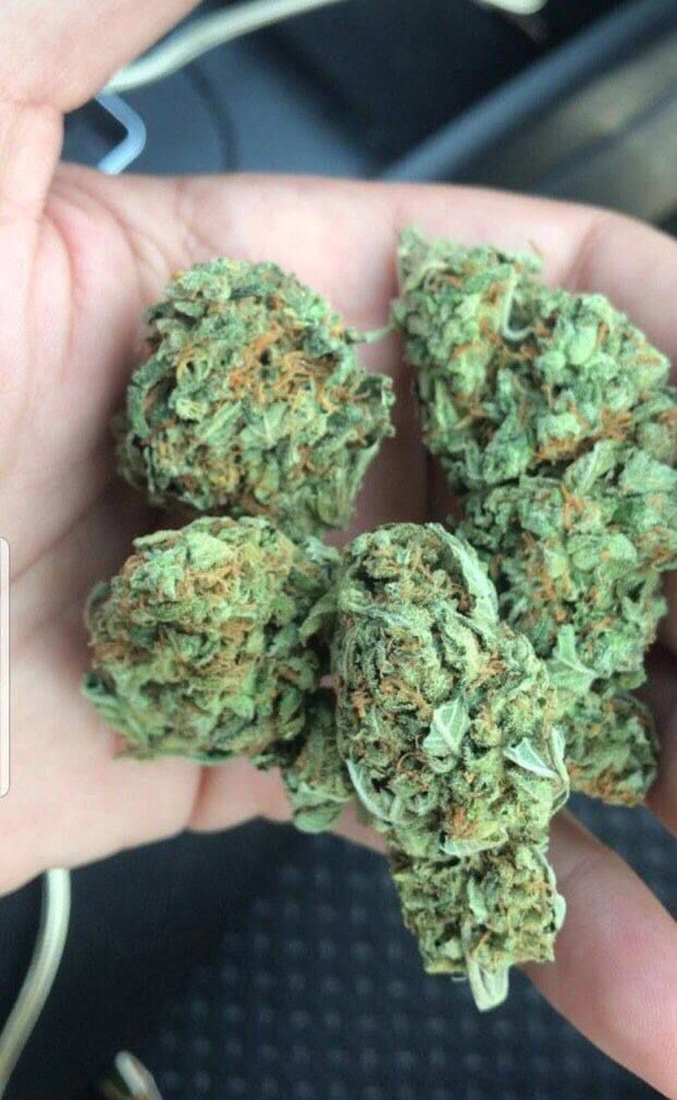 Donald4207's tweet photo. dispo pour👇🌿 livraisons
Snap//weedfrw_w
Télégram:https://t.co/qZpqHmfA1g
#PSG #Nantes #weed #beuh #shit #cocaïne #drogue #trappes #LOSC #Lyon #rastabot #Nice #lille #TeamPSG #Mbappe #BookTwitter #franceverte #4tchat #citation #montpellier #Bordeaux #paris #Québec #paname #brest https://t.co/c9RvhMCf0Y