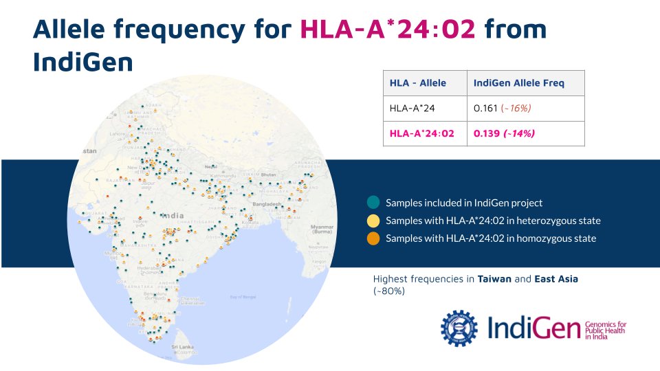 The Allele Frequencies for HLA-A*24:02 from the  #IndiGen dataset of whole genomes is modest at 13.9%The highest frequencies for this allele is ~80% in Taiwan and East Asia.More about the IndiGen programme of  @CSIR_IND is at  https://indigen.igib.in/ 